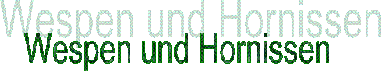 Wespen und Hornissen 